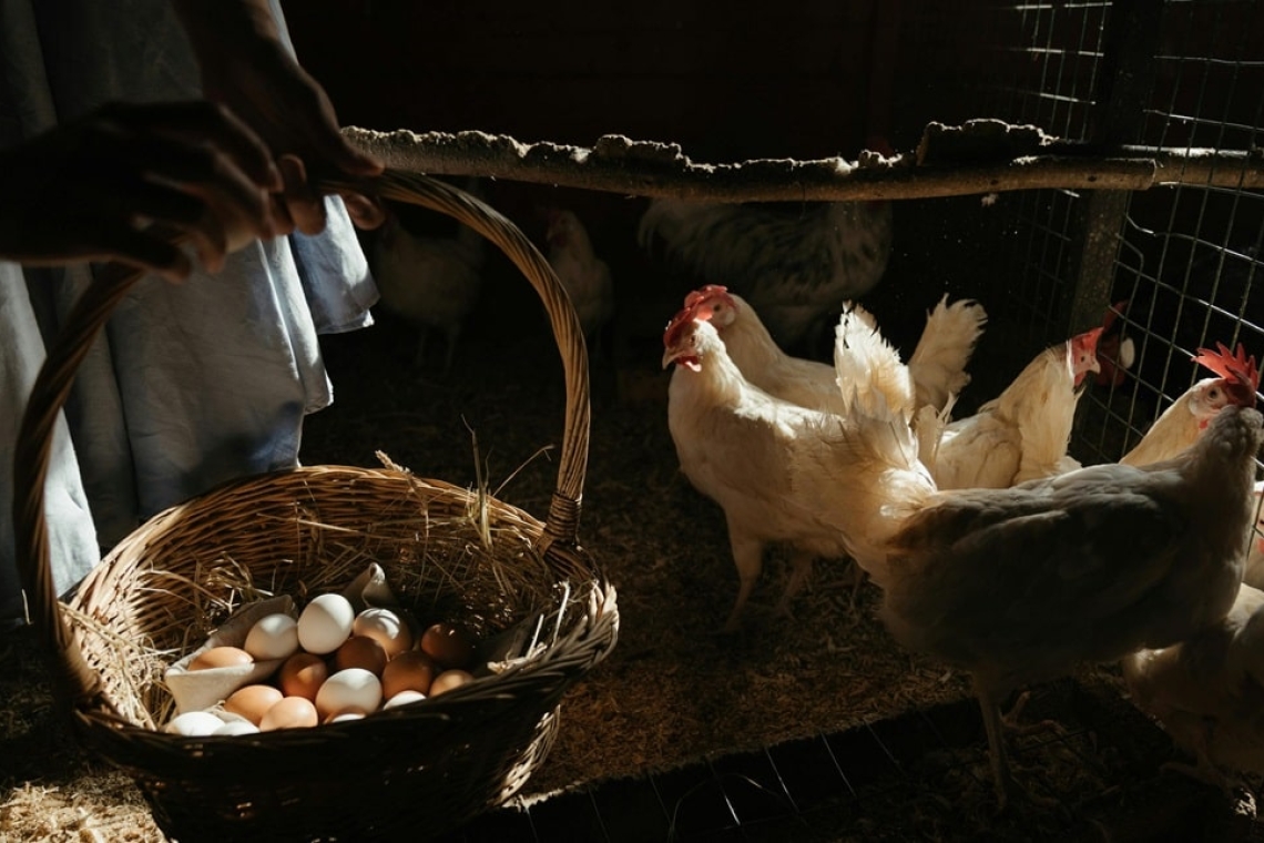 Bajaron los precios de huevos, carne de res, pollo y cerdo