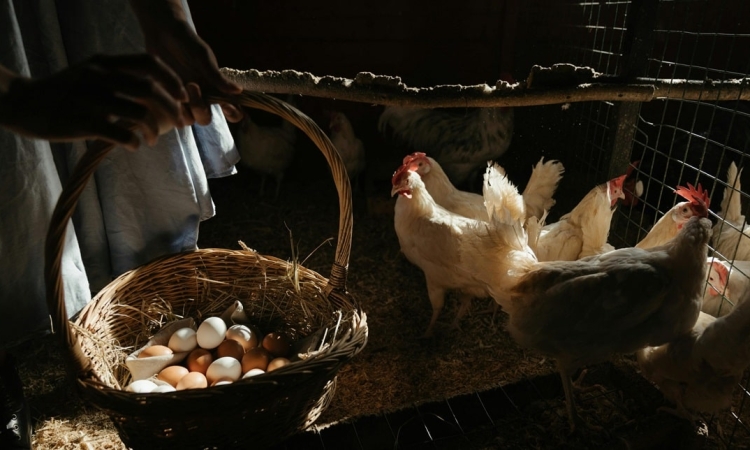 Bajaron los precios de huevos, carne de res, pollo y cerdo