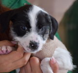 6 mil turnos de esterilización gratuita en la Universidad Nacional 