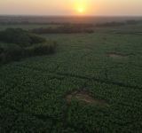 La sostenibilidad: una prioridad para los productores bananeros en Colombia