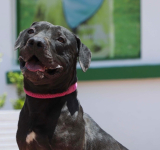 Hogar, dulce hogar: Jornada de adopción animal