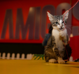 Engativá, protectora de animales